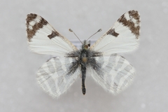 Euchloe eversi