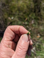 Dipterostemon capitatus capitatus