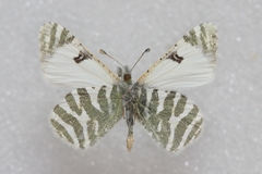 Euchloe eversi