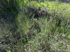 Dipterostemon capitatus capitatus