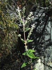 Aloysia wrightii