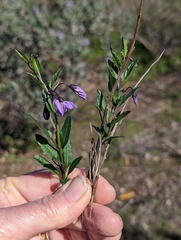 Solanum parishii