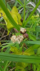 Ipomoea mauritiana