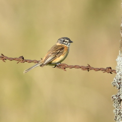 Polystictus pectoralis