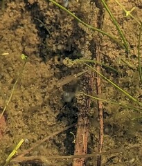 Branchinecta sandiegonensis