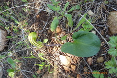 Arisarum vulgare