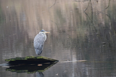 Ardea cinerea