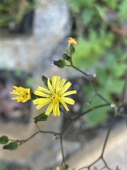 Youngia