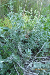 Teucrium capitatum