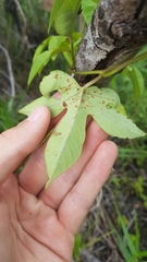 Ipomoea mauritiana
