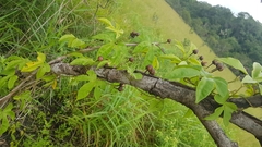 Ipomoea mauritiana