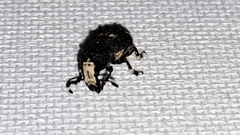 Platystomos albinus