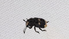 Platystomos albinus