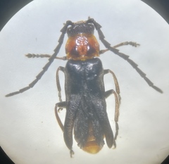 Silis ruficollis