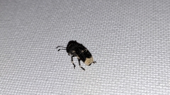 Platystomos albinus