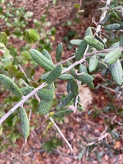 Quercus geminata