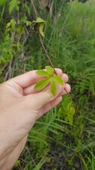 Ipomoea mauritiana