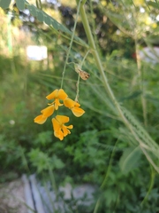 Sesbania cannabina