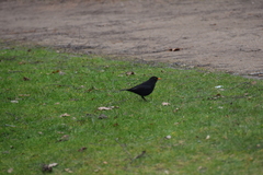 Turdus merula