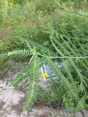 Sesbania cannabina
