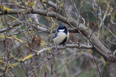 Parus major