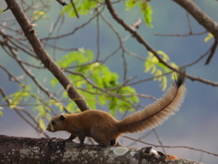 Callosciurus caniceps