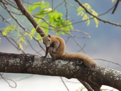 Callosciurus caniceps