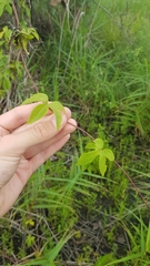 Ipomoea mauritiana