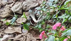 Heraclides hectorides