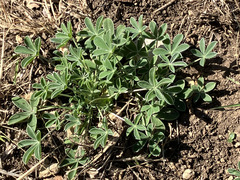 Lupinus texensis