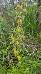 Ipomoea mauritiana
