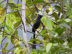 Crypsirina temia