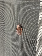 Phyllodesma americana