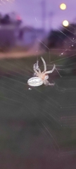 Alpaida veniliae