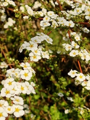Spiraea prunifolia pseudoprunifolia