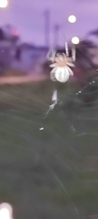 Alpaida veniliae