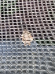 Phyllodesma americana