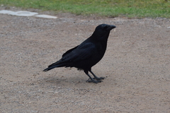 Corvus corone