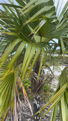 Thrinax radiata
