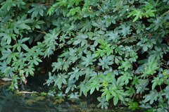 Rubus reflexus lanceolobus
