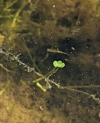 Branchinecta sandiegonensis