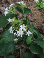 Clerodendrum canescens