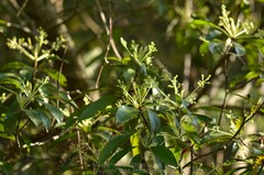 Machilus