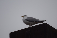 Larus argentatus