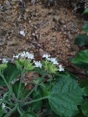 Clerodendrum canescens