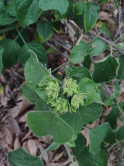 Clerodendrum canescens