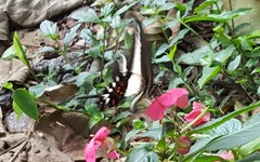 Heraclides hectorides