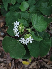 Clerodendrum canescens