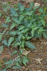 Rubus corchorifolius
