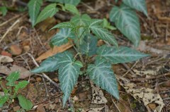 Rubus corchorifolius